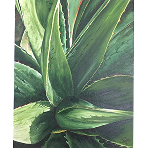 aloe_vera