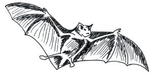 chauve_souris