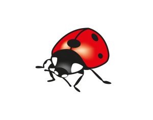 coccinelle