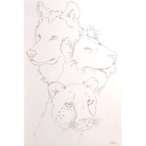 croquis_felins