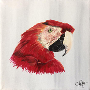 perroquet_rouge