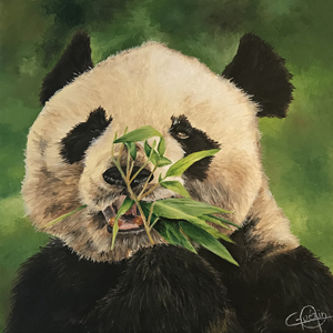 panda